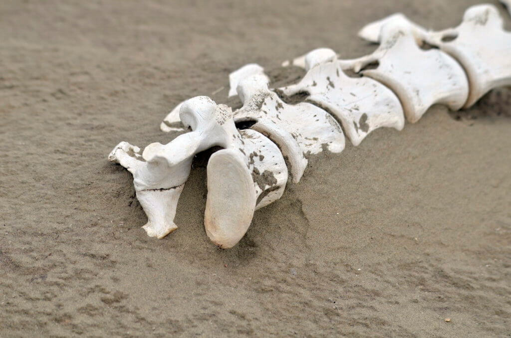 bleached bones, great sand hills ecological reserve, saskatchewan