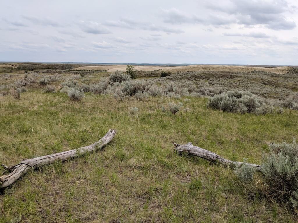sand dunes, great sand hills ecological reserve, saskatchewan