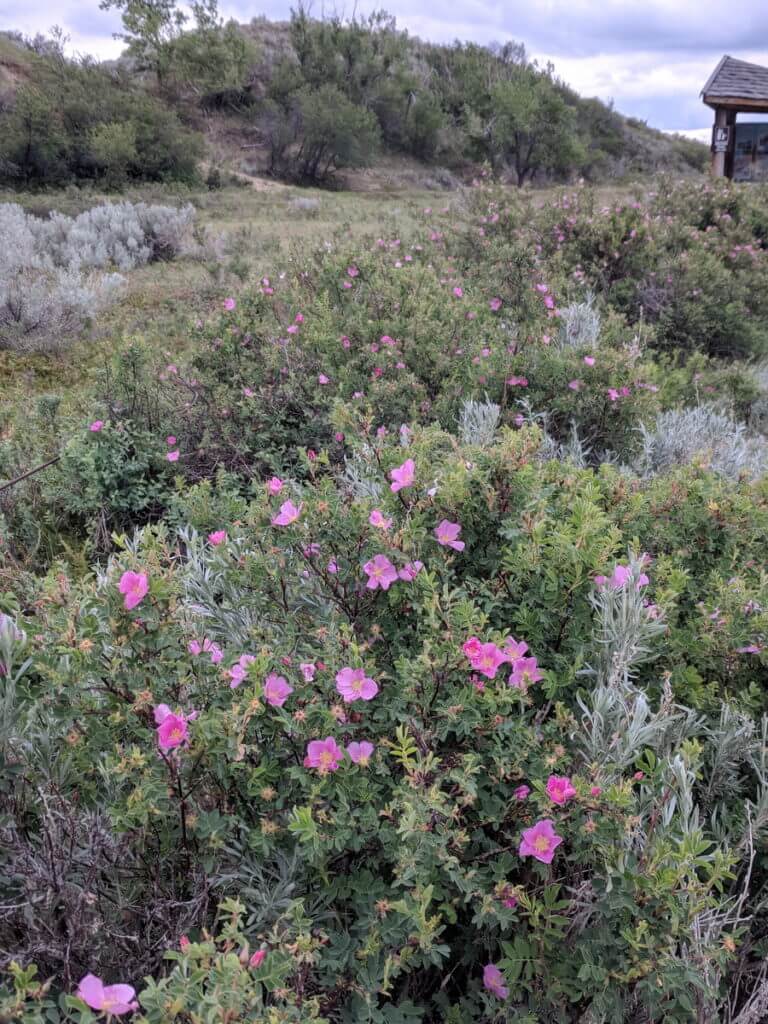 wild roses, great sand hills ecological reserve, saskatchewan