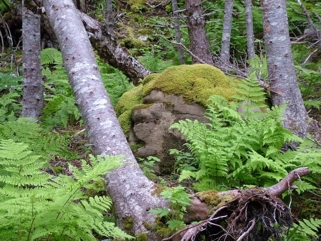 green gardens trail, gros morne national park, newfoundland