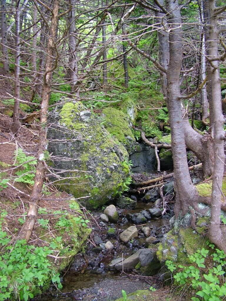 green gardens trail, gros morne national park, newfoundland