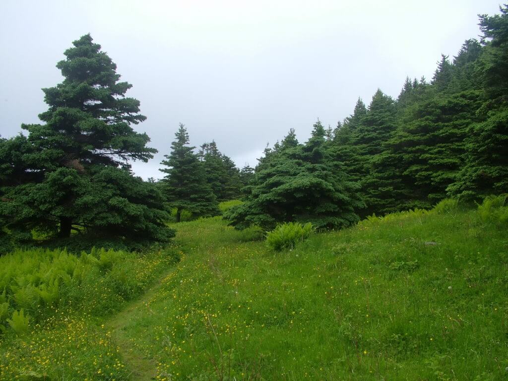 green gardens trail, gros morne national park, newfoundland