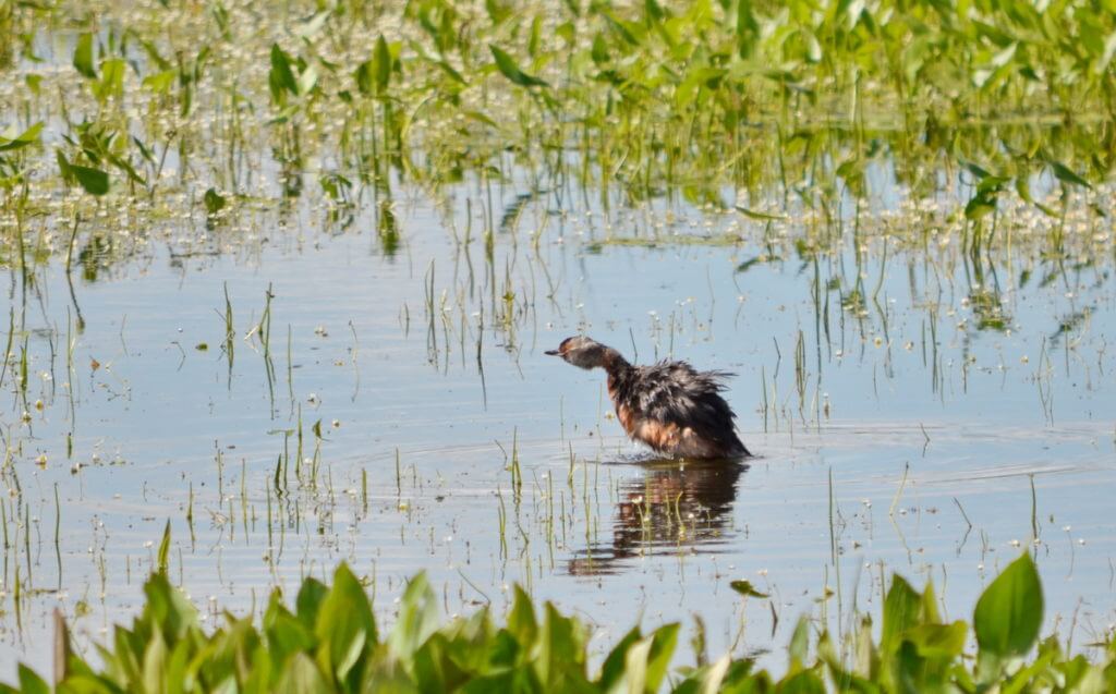 Image of a horned grebe, val marie, saskatchewan