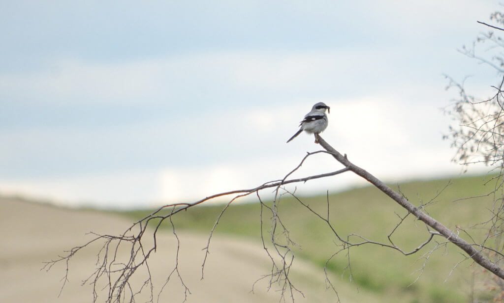 loggerhead shrike, great sand hills ecological reserve, saskatchewan