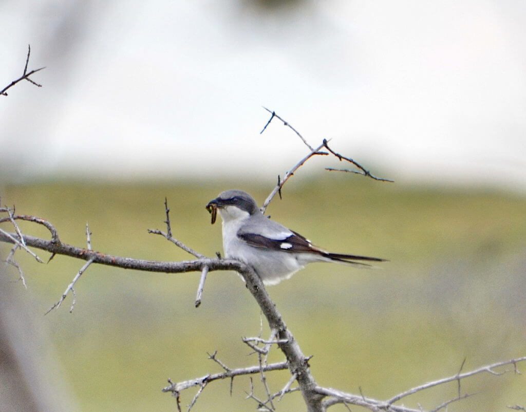 loggerhead shrike, great sand hills ecological reserve, saskatchewan