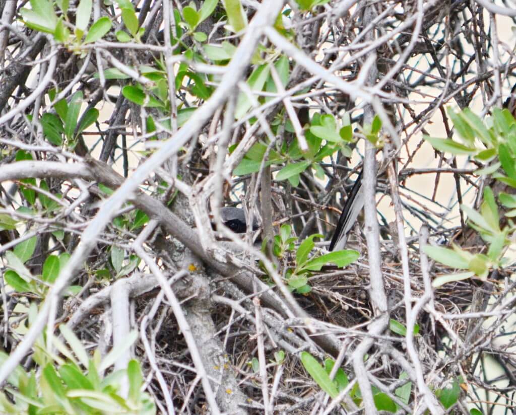 loggerhead shrike on nest, great sand hills ecological reserve, saskatchewan