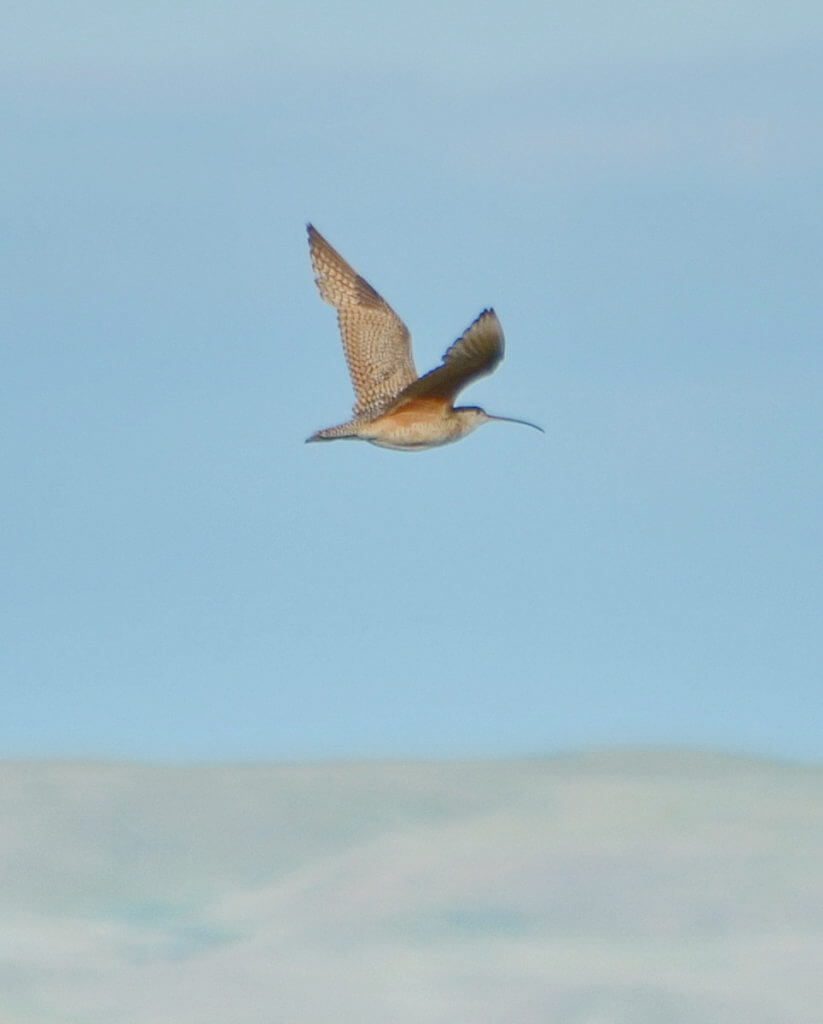 Image of a long-billed curlew in flight above grasslands national park, saskatchewan, canada