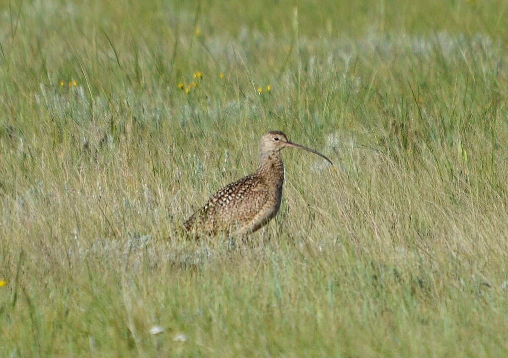Image of a long-billed curlew in grasslands national park, saskatchewan
