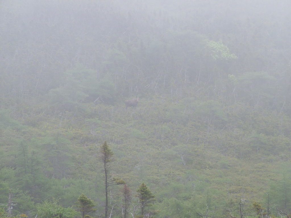 a moose, green gardens trail, gros morne national park, newfoundland