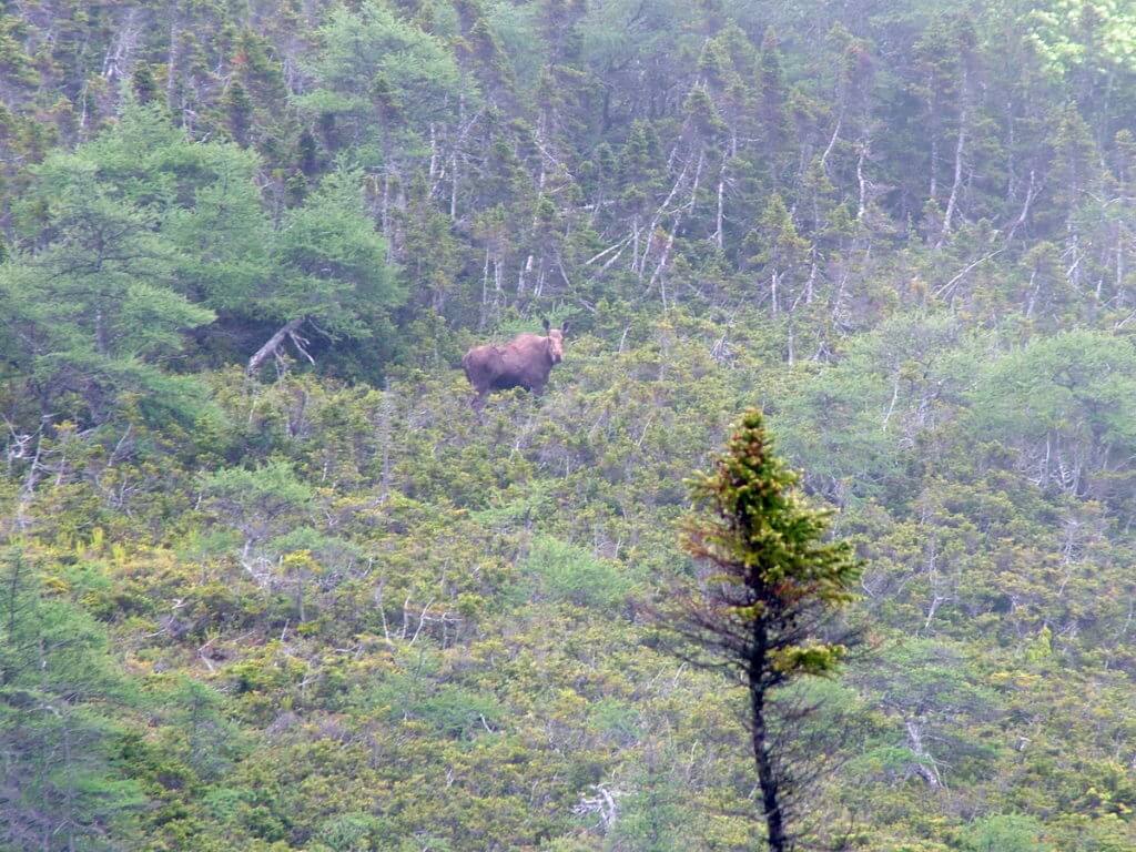 a moose, green gardens trail, gros morne national park, newfoundland