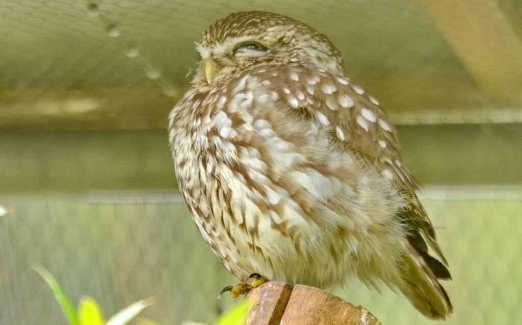 morepork owl, otorohanga kiwi house & native bird park, otorohanga, new zealand