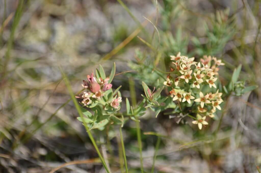 Image of pale comandra growing along the timbergulch trail, grasslands national park, saskatchewan