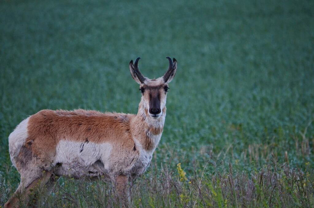 Image of a pronghorn antelope near val marie, saskatchewan, canada