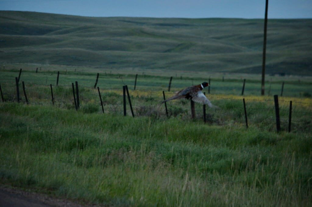 Image of a ring-necked pheasant in flight near val marie, saskatchewan, canada
