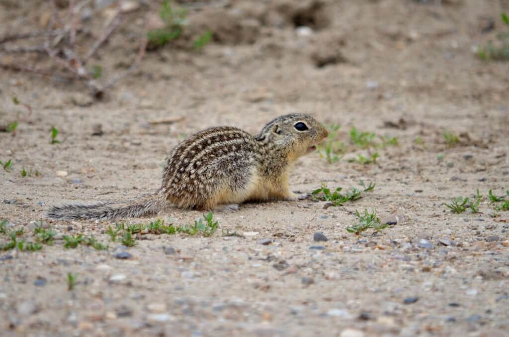 thirteen-lined ground squirrel, great sand hills ecological reserve, saskatchewan