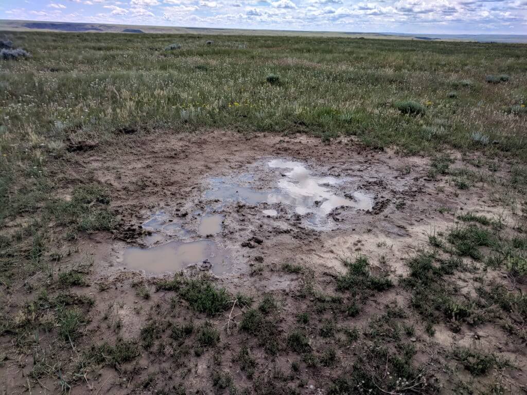 Image of a bison wallow along the timbergulch trail in grasslands national park, saskatchewan