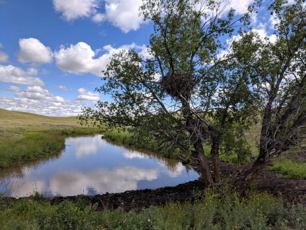 Image of a lone tree and pond along the timbergulch trail, grasslands national park, saskatchewan