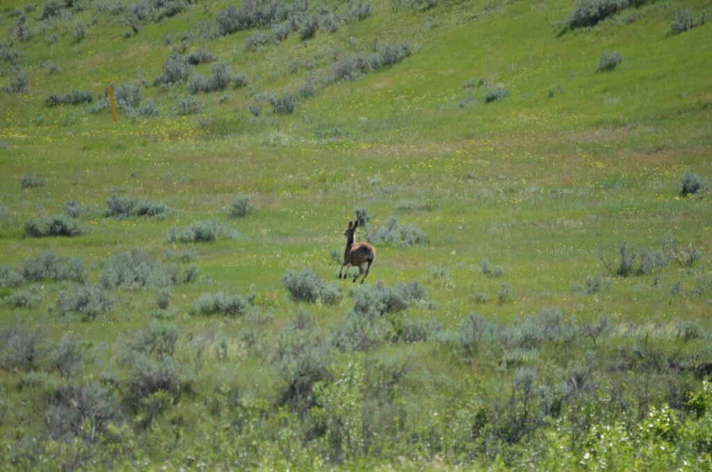 Image of mule deer running away along the timbergulch trail, grasslands national park, saskatchewan