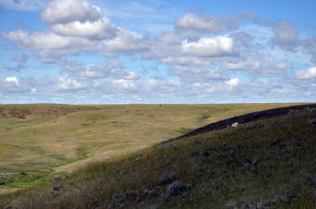 Image of distant bison along the timbergulch trail, grasslands national park, saskatchewan