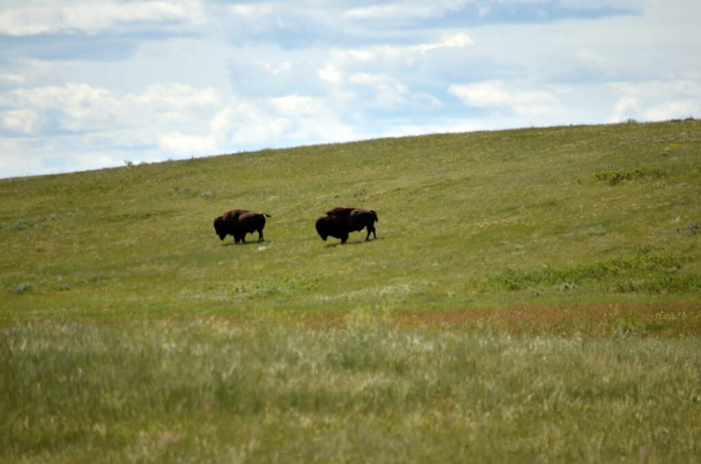 Image of two bison grazing along the timbergulch trail, grasslands national park, saskatchewan