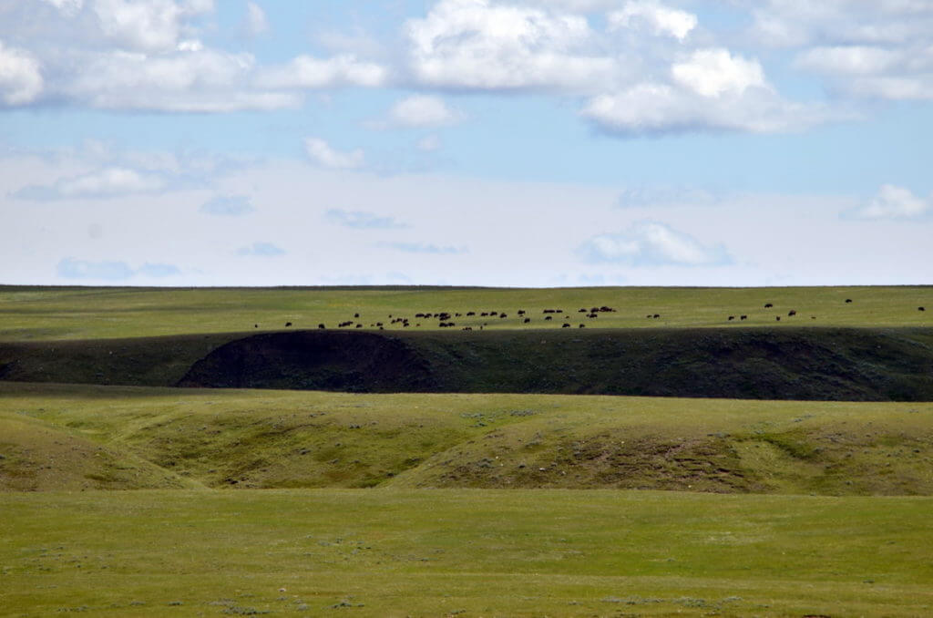 Image of a bison herd across timbergulch coulee along the timbergulch trail, grasslands national park, saskatchewan