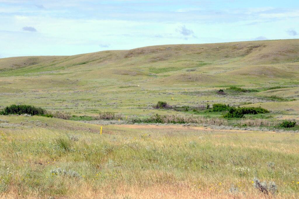 Image of the coulee on the timbergulch trail in grasslands national park, saskatchewan