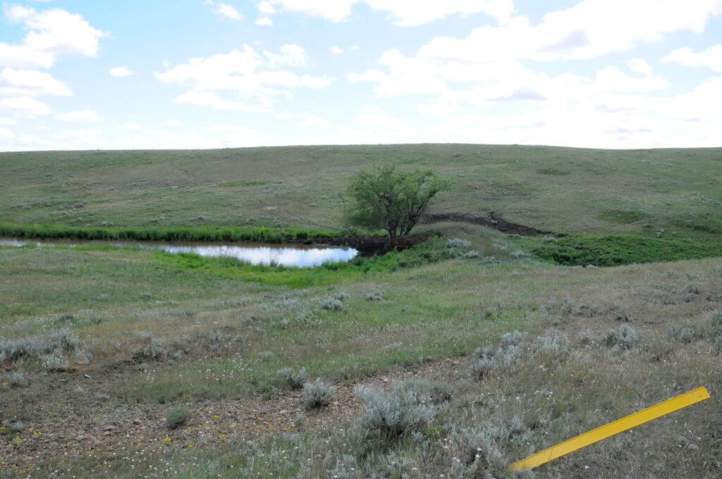 Image of a lone tree and pond along the timbergulch trail, grasslands national park, saskatchewan