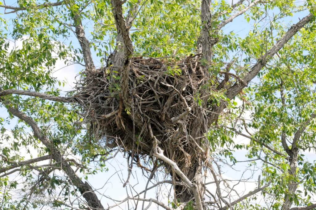 Image of a ferruginous hawk's nest along the timbergulch trail, grasslands national park, saskatchewan
