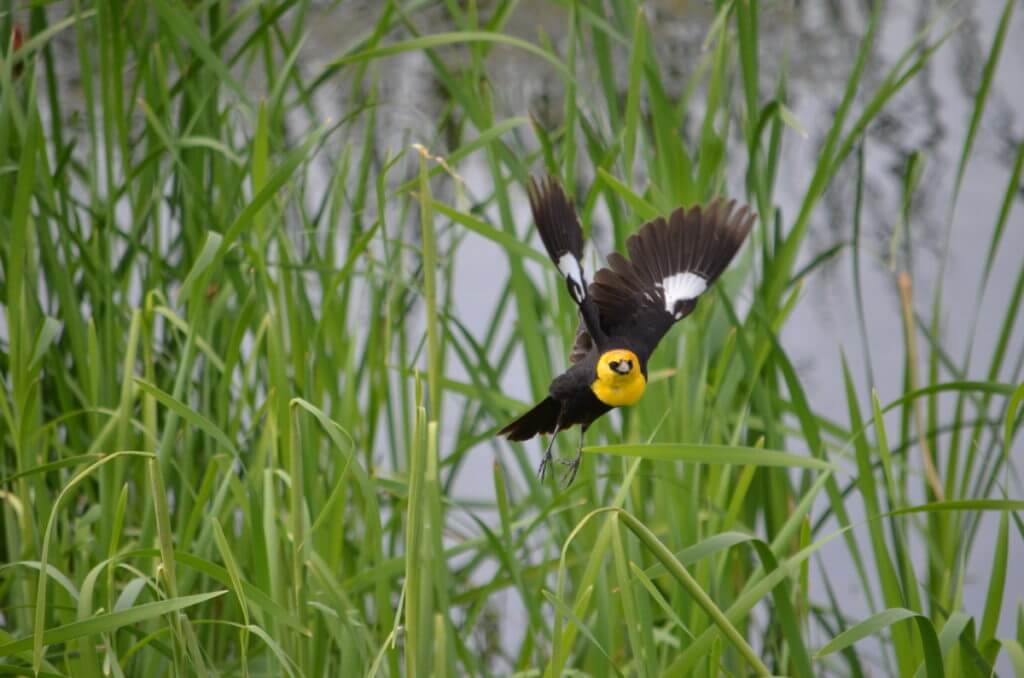 Image of a yellow-headed blackbird in flight near val marie, saskatchewan