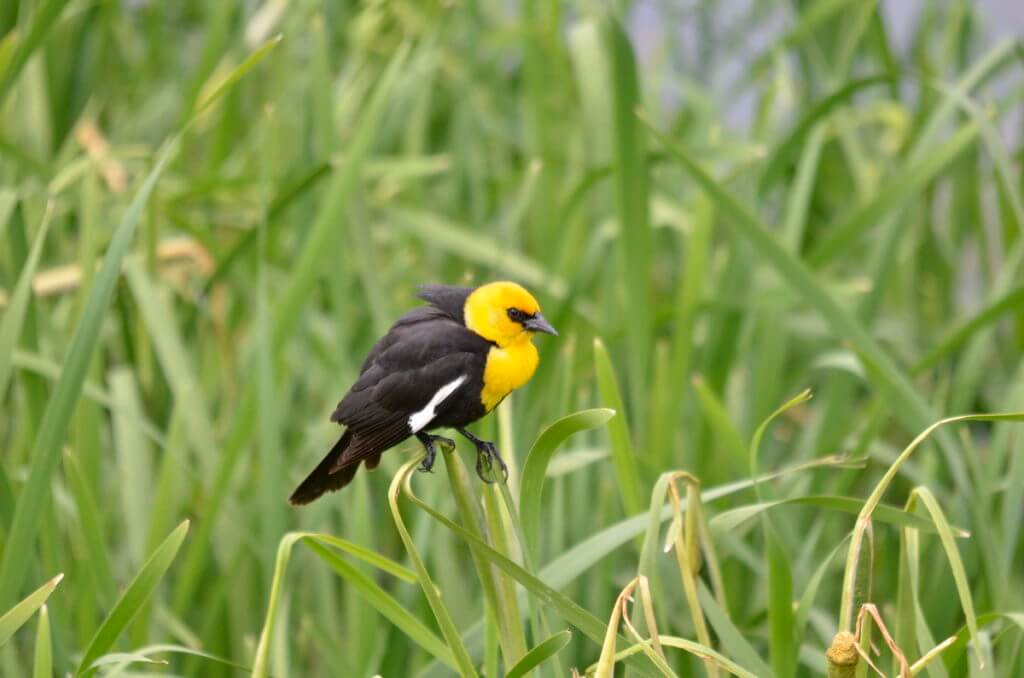 Image of a yellow-headed blackbird near val marie, saskatchewan