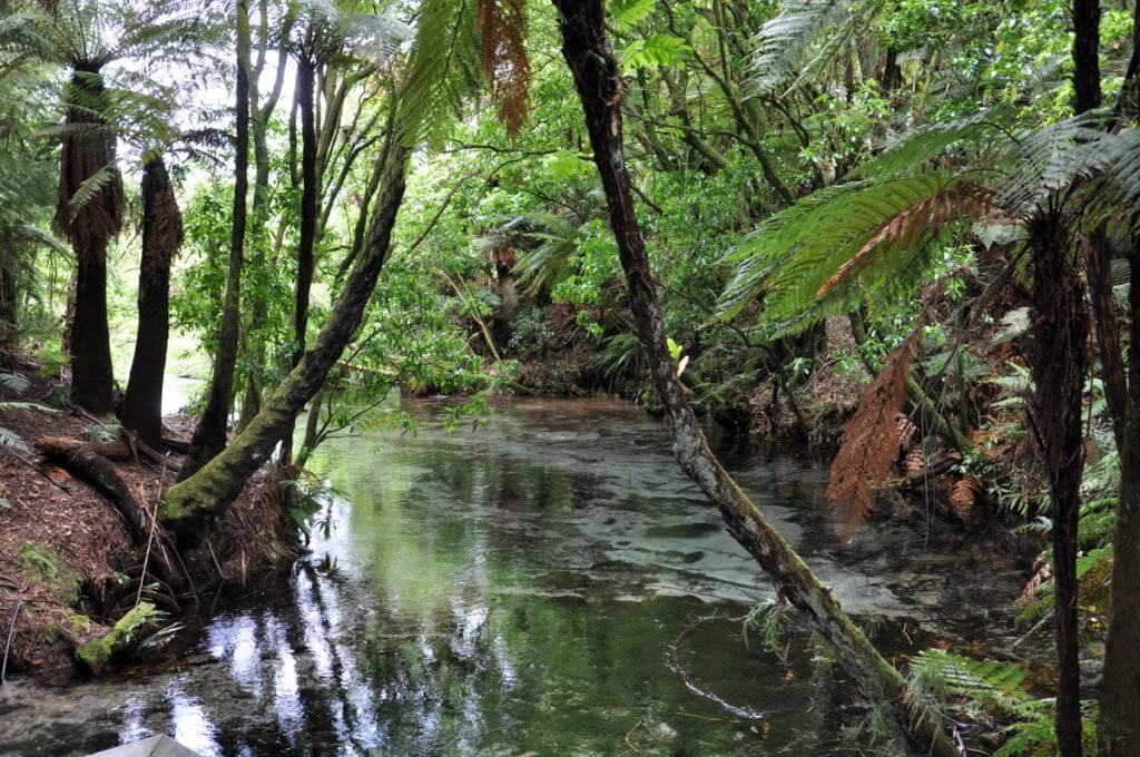 Hamurana Springs Recreation Reserve, Rotorua, New Zealand