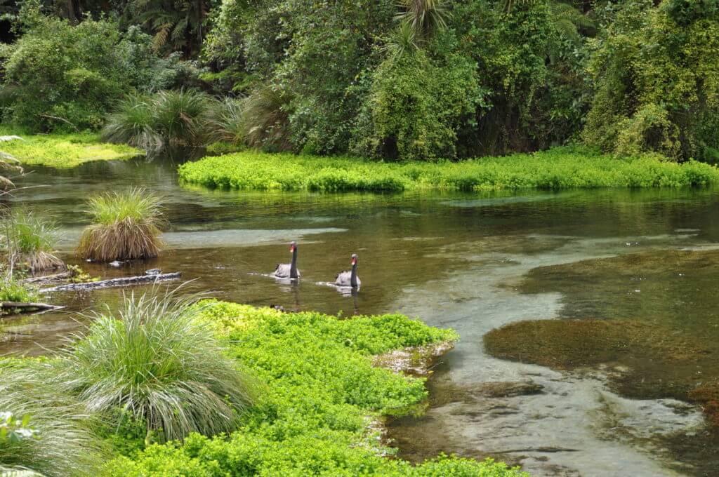 black swans on hamurana stream, Hamurana Springs Recreation Reserve, Rotorua, New Zealand
