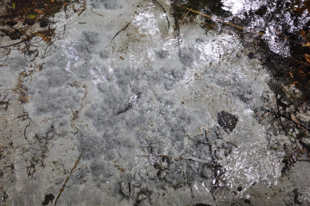 dancing sands spring, Hamurana Springs Recreation Reserve, Rotorua, New Zealand