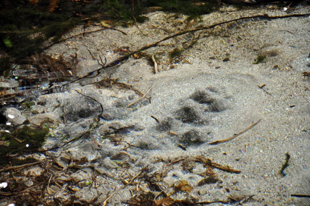 dancing sands spring, Hamurana Springs Recreation Reserve, Rotorua, New Zealand