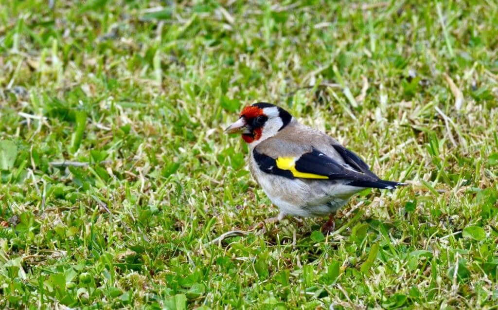 european goldfinch, Hamurana Springs Recreation Reserve, Rotorua, New Zealand