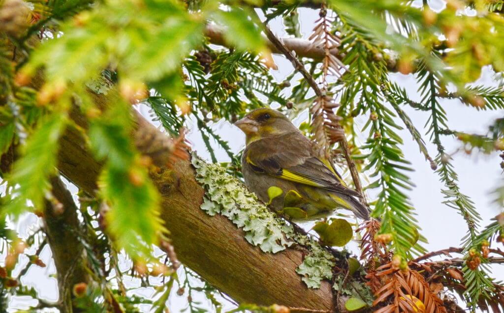 european greenfinch, Hamurana Springs Recreation Reserve, Rotorua, New Zealand