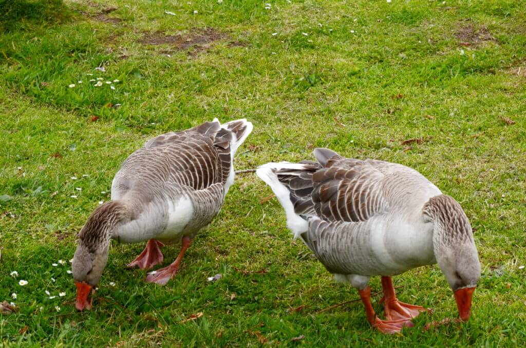 graylag geese, Hamurana Springs Recreation Reserve, Rotorua, New Zealand