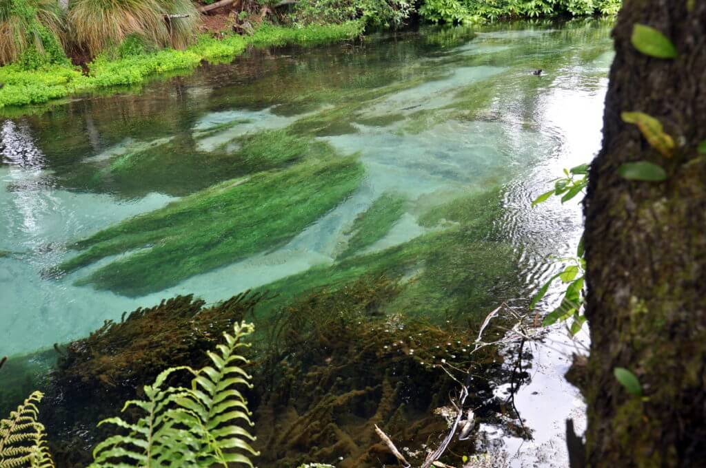 hamurana stream, Hamurana Springs Recreation Reserve, Rotorua, New Zealand