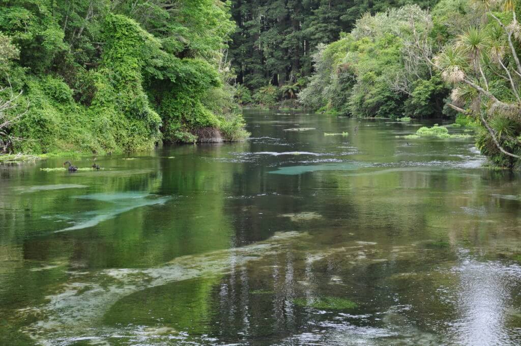 hamurana stream, Hamurana Springs Recreation Reserve, Rotorua, New Zealand