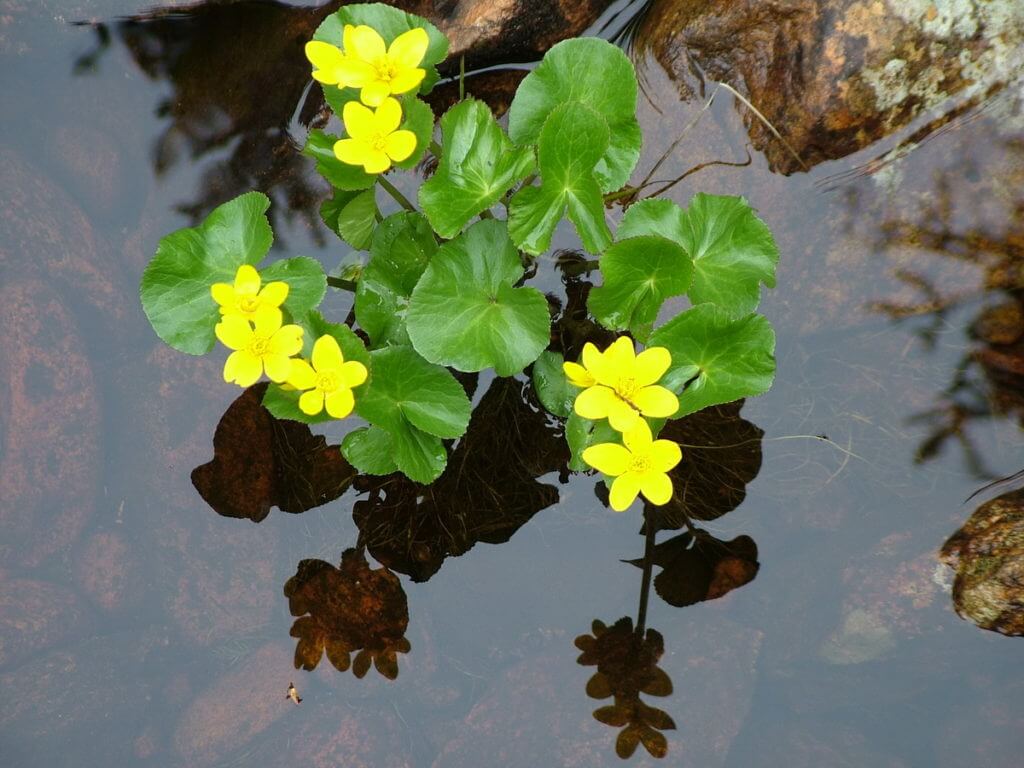 marsh marigold, newfoundland
