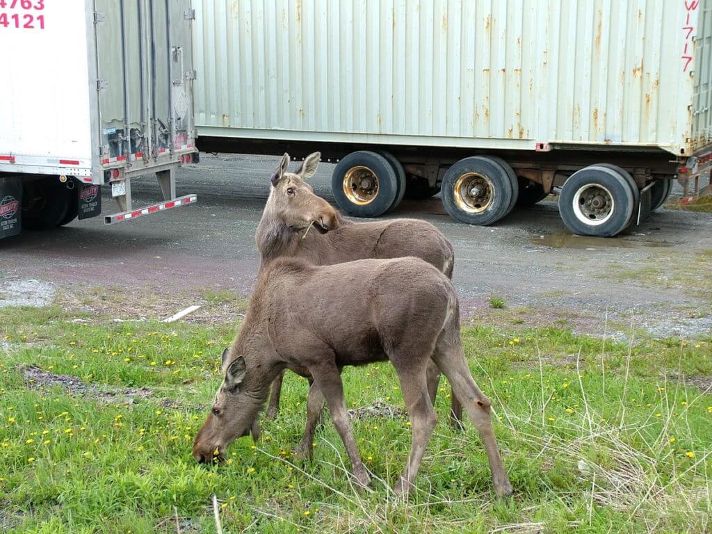 two moose calves, newfoundland