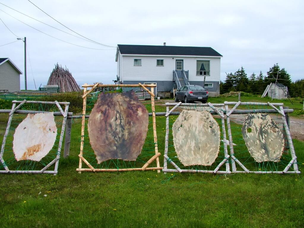 stretched animal pelts drying in the sun, northern peninsula, newfoundland