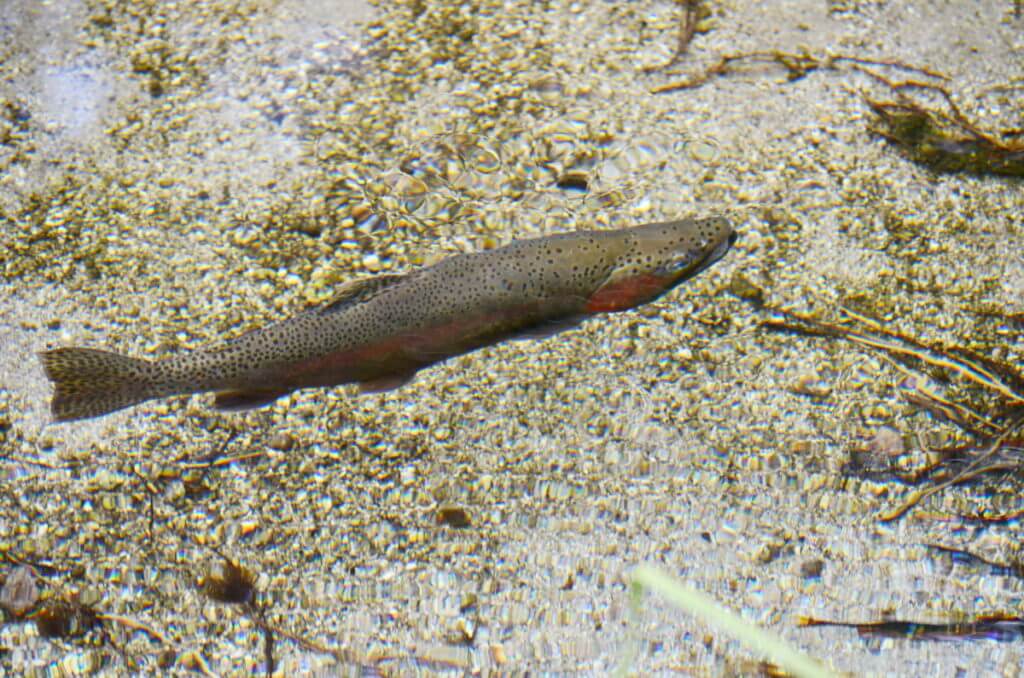 rainbow trout in hamurana stream, Hamurana Springs Recreation Reserve, Rotorua, New Zealand