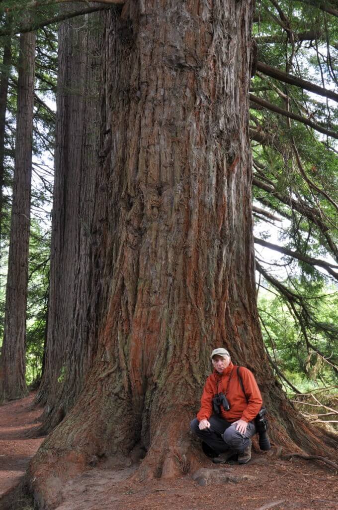 bob beside a redwood tree, Hamurana Springs Recreation Reserve, Rotorua, New Zealand