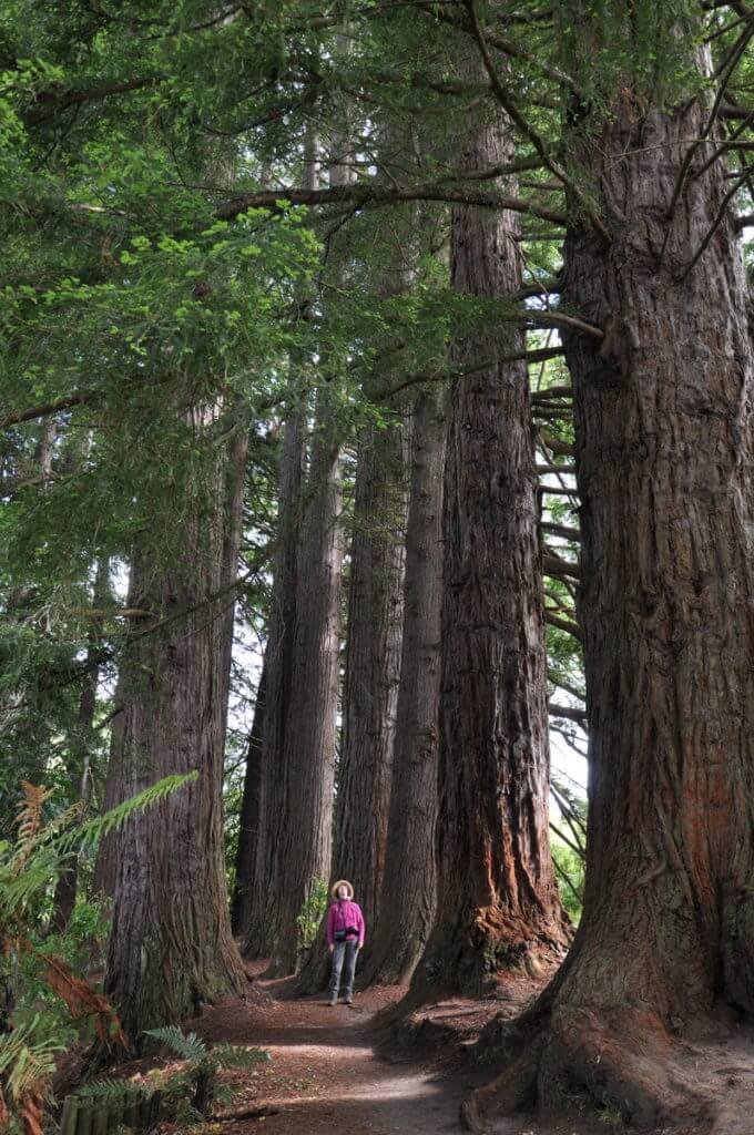 jean among the redwood trees, Hamurana Springs Recreation Reserve, Rotorua, New Zealand