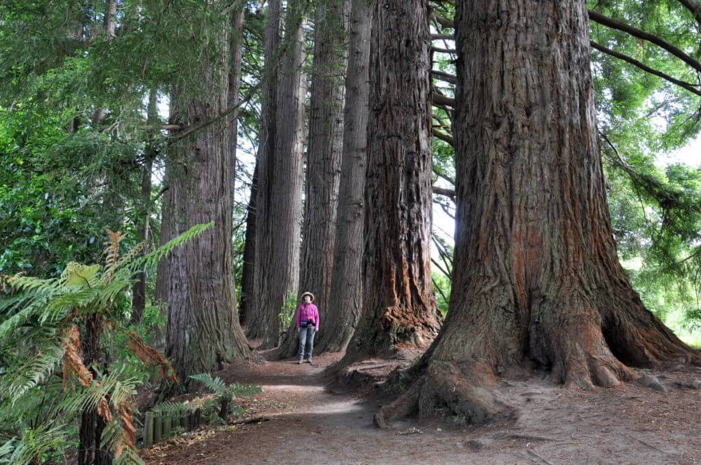 redwood trees, Hamurana Springs Recreation Reserve, Rotorua, New Zealand