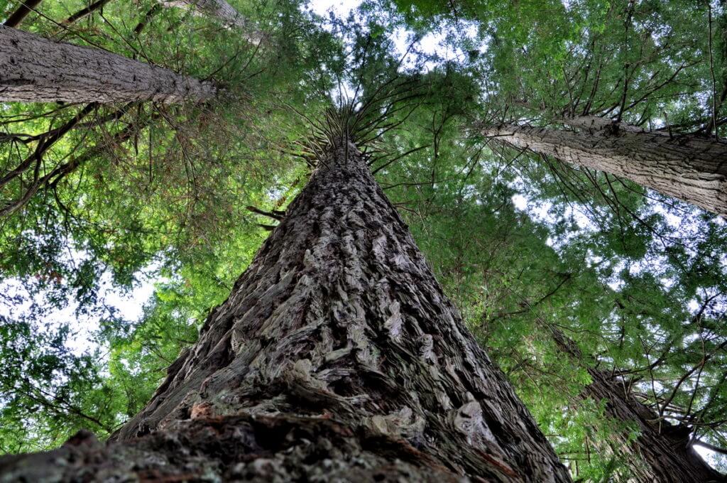 redwood tree, Hamurana Springs Recreation Reserve, Rotorua, New Zealand