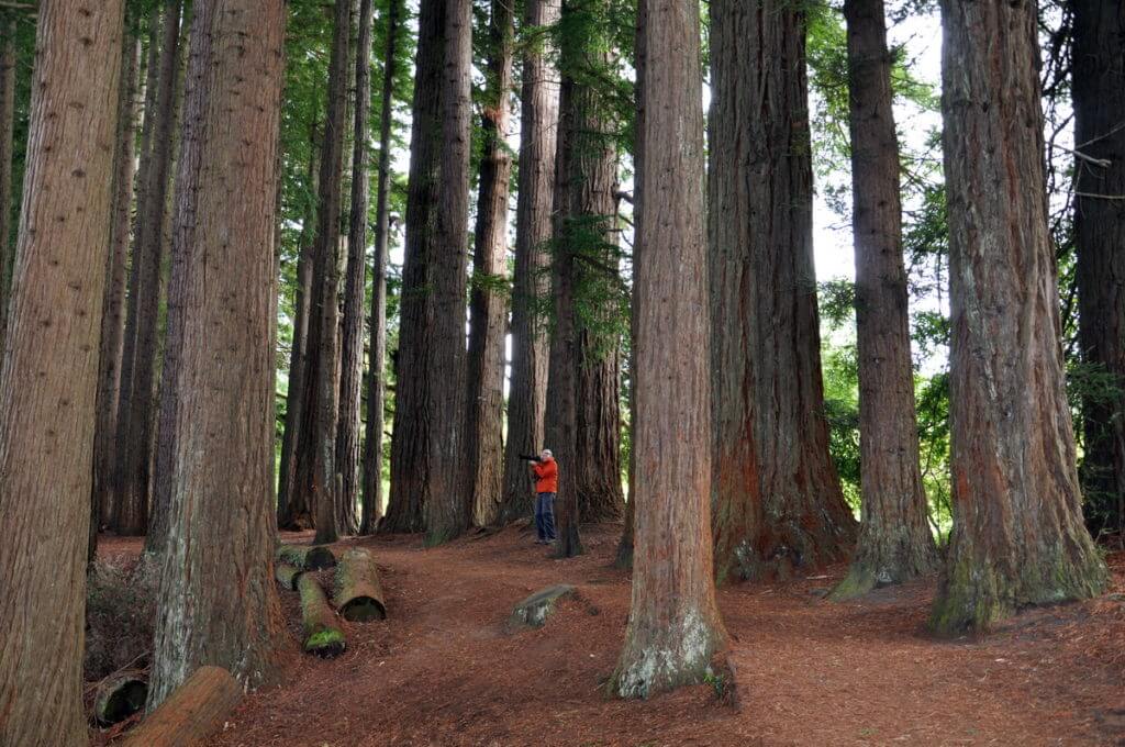 the redwood grove, Hamurana Springs Recreation Reserve, Rotorua, New Zealand
