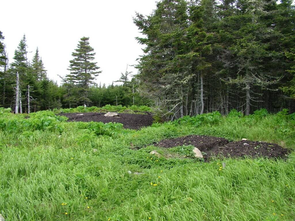 roadside garden plots, northern peninsula, newfoundland