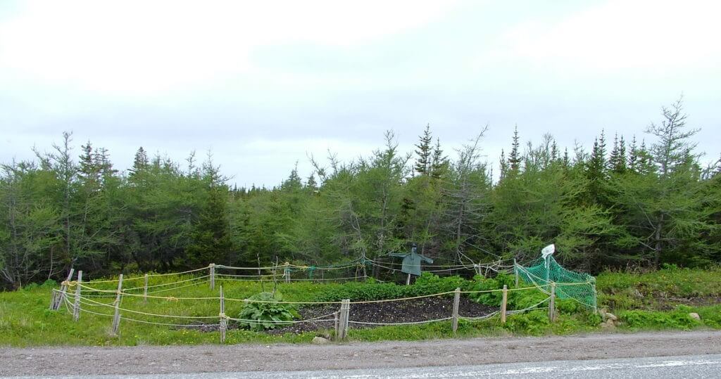 roadside garden plot, northern peninsula, newfoundland